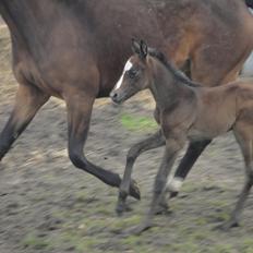 Dansk Varmblod A.B. Lexus