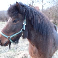 Islænder Flipa Fra Mosehuset bogø *solgt*