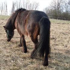 Islænder Flipa Fra Mosehuset bogø *solgt*