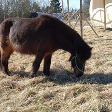 Islænder Flipa Fra Mosehuset bogø *solgt*