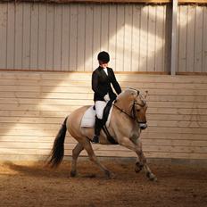 Fjordhest Annasmindes Sylvester