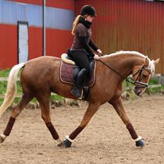 Palomino Heimdals Amazing Miracle