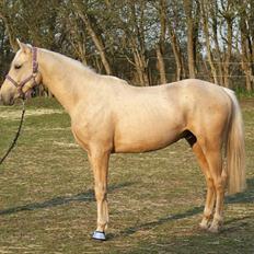 Palomino Amadeus