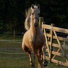 Palomino Amadeus