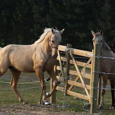 Palomino Amadeus
