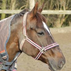 Dansk Varmblod Godthaabs bright eye