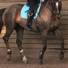 Dansk Varmblod Godthaabs bright eye