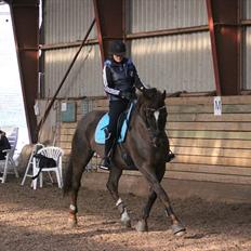 Dansk Varmblod Godthaabs bright eye