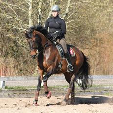 Dansk Varmblod lundebakken's gordon-diva