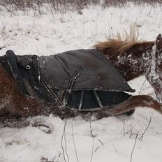 Anden særlig race  Futte skovmosegård:-*<3 ( RIP ) 