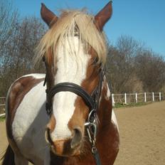 Pinto Araber Diablo (Den plettede!)