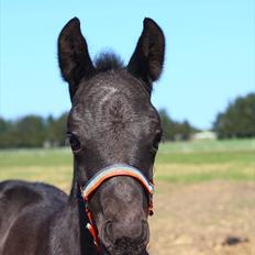 New Forest Calandias Blackjack