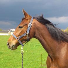 Traver Prøv DDS (hun kaldes Pearl) :-)