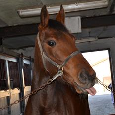 Traver Prøv DDS (hun kaldes Pearl) :-)