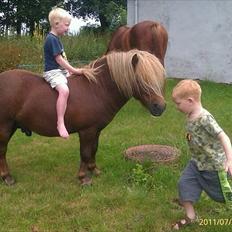 Shetlænder Dolf "Mascot" af Hola