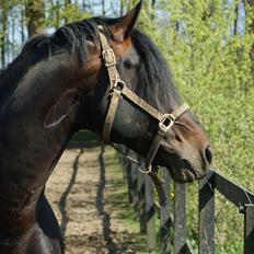 Oldenborg De Nero Af Støvlebæk