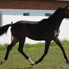 Mecklenburger Sweet Pea E (Ærten)