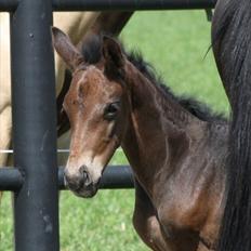 Mecklenburger Sweet Pea E (Ærten)