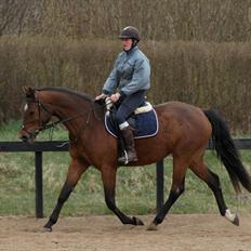 Dansk Varmblod Vida Linda