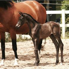 Trakehner Kayla Dyrhave