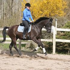 Trakehner Kayla Dyrhave