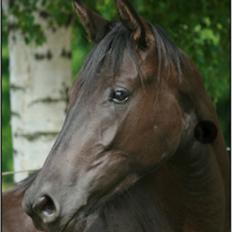 Trakehner Kayla Dyrhave