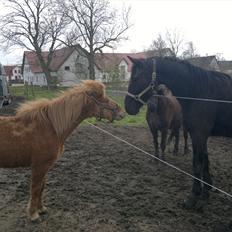 Islænder Blær fra Klattrup