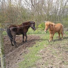 Islænder Blær fra Klattrup