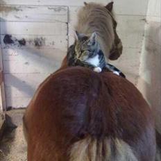 Anden særlig race Oscar (UDLÅNT)