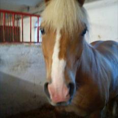 Haflinger Lasso