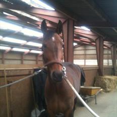 Anden særlig race First Edition