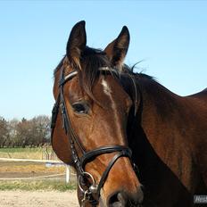 Anden særlig race First Edition