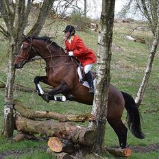 Dansk Varmblod Zaro R.I.P <3