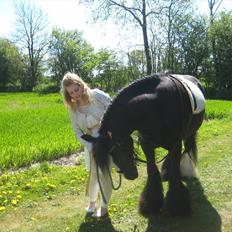 Irish Cob Esmeralda