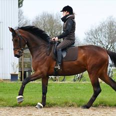 Dansk Varmblod Kielsgaardens Hot Beauty