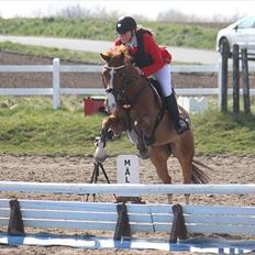 Irsk Sportspony Jim's Flight - A pony