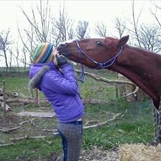 Traver Elegant Stendal.  Elefanten!