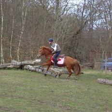 Anden særlig race Rosa ( Rider op) 