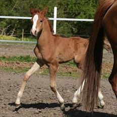 Arabisk fuldblod (OX) Waliyyah APN - SOLGT