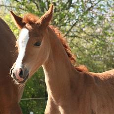 Arabisk fuldblod (OX) Waliyyah APN - SOLGT