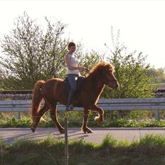 Islænder Bjarni dyssemosen