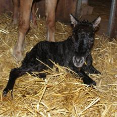 Dansk Miniature RKG Designs Delicious Diamond