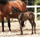 Trakehner Kayla Dyrhave