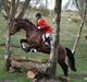 Dansk Varmblod Zaro R.I.P <3
