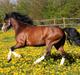 Welsh Pony af Cob-type (sec C) Thers Mickey Mouse
