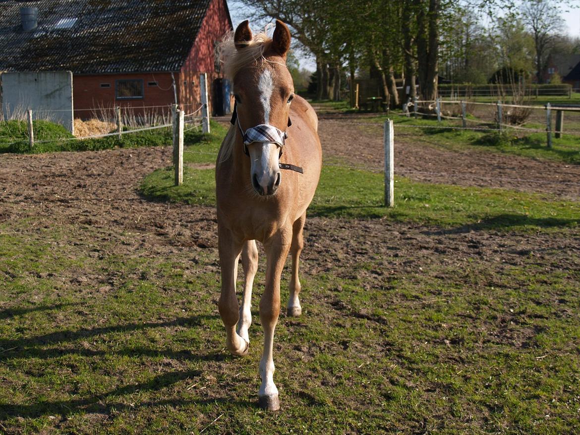 Anden særlig race Cavallo Fortonato - 05.05.2012 billede 18