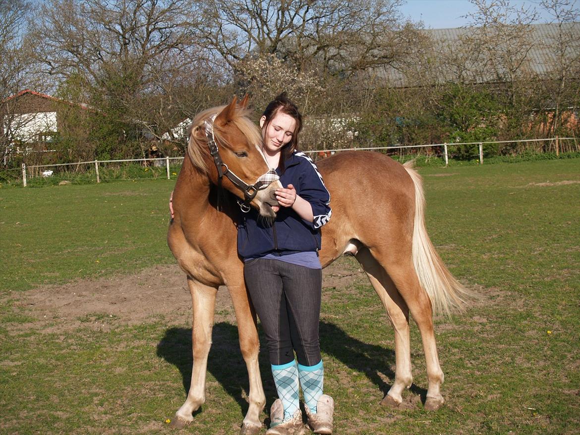 Anden særlig race Cavallo Fortonato - 05.05.2012 billede 16