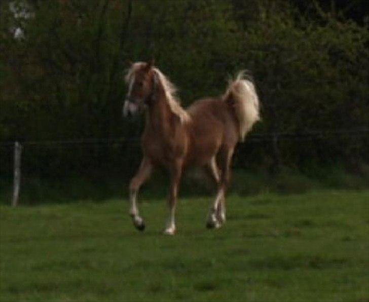 Anden særlig race Cavallo Fortonato - 31.04.2012 billede 14