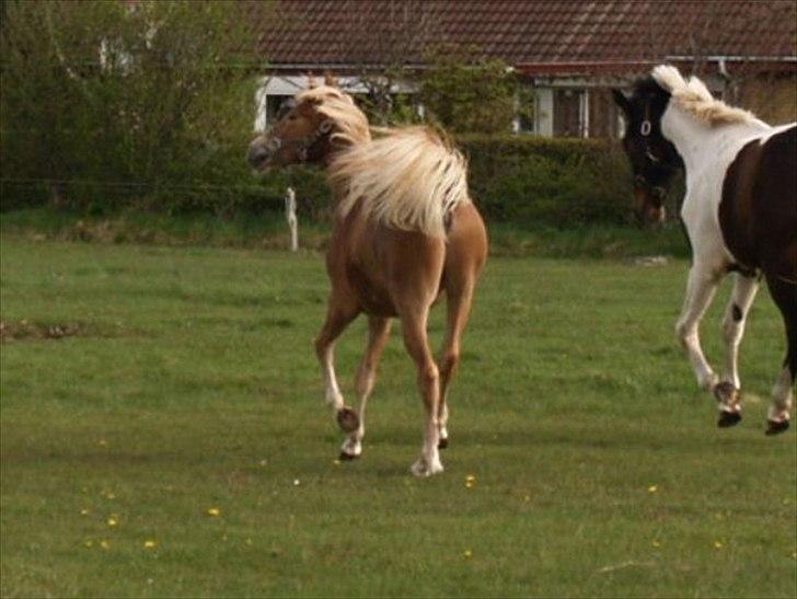 Anden særlig race Cavallo Fortonato - 31.04.2012
The end. billede 20