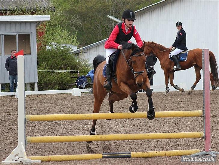 Dansk Varmblod Schannon billede 12